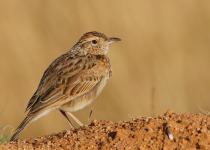 16-Day Albertine Rift Endemic Birding Safari