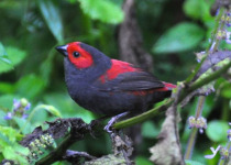 16-Day Albertine Rift Endemic Birding Safari