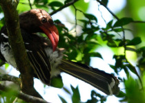 16-Day Albertine Rift Endemic Birding Safari