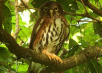 16-Day Albertine Rift Endemic Birding Safari