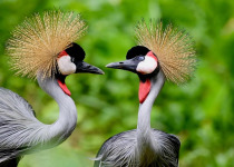 15-Day Uganda Photography, Primates and Birding Safari