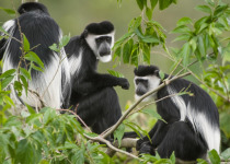 15-Day Uganda Photography, Primates and Birding Safari