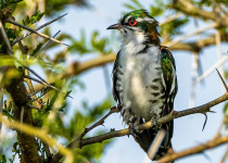 15-Day Uganda Photography, Primates and Birding Safari