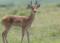 15-Day Uganda Photography, Primates and Birding Safari