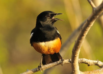 15-Day Uganda Photography, Primates and Birding Safari