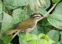 15-Day Uganda Photography, Primates and Birding Safari