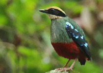 15-Day Uganda Photography, Primates and Birding Safari