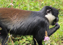15-Day Uganda Photography, Primates and Birding Safari