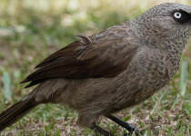 15-Day Uganda Photography, Primates and Birding Safari