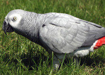9-Day Easy Uganda Birding Safari