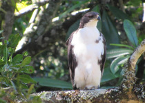 9-Day Easy Uganda Birding Safari
