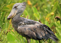 9-Day Easy Uganda Birding Safari