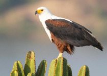 9-Day Easy Uganda Birding Safari