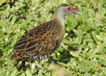 9-Day Easy Uganda Birding Safari