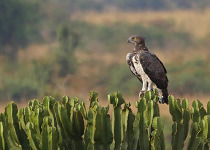 9-Day Easy Uganda Birding Safari