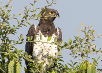 11-Day Savannah and Water Birding in Uganda
