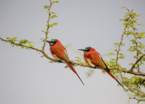 11-Day Savannah and Water Birding in Uganda