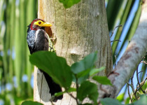 11-Day Savannah and Water Birding in Uganda