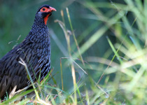 11-Day Savannah and Water Birding in Uganda