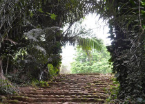 3-Day Entebbe Botanical Gardens and Mabamba Birding Weekend
