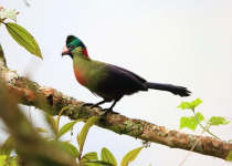 3-Day Entebbe Botanical Gardens and Mabamba Birding Weekend