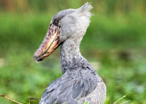 11-Day Uganda–Rwanda Apes and Aves Safari