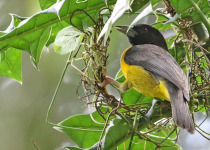 14-Day Uganda Forest Birding Safari