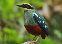 14-Day Uganda Forest Birding Safari
