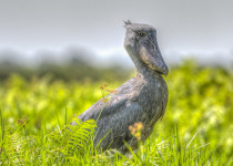 18-Day Uganda Birding and Primates Tour