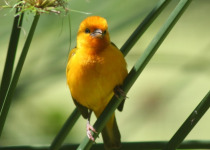 18-Day Uganda Birding and Primates Tour