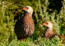 14-Day Albertine Rift Endemic African Birding Tour