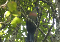 18-Day Uganda Birding Safari