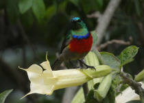 18-Day Uganda Birding Safari