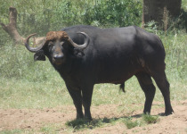 18-Day Uganda Birding Safari