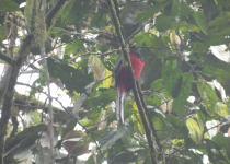 8-Day Uganda Gorillas, Chimpanzees and Birding Safari