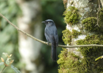 21-Day Uganda Birding and Photography Safari