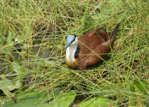 21-Day Uganda Birding and Photography Safari