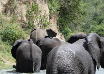 21-Day Uganda Birding and Photography Safari