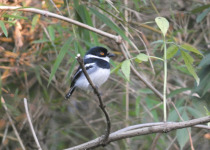 21-Day Uganda and Rwanda Birding Safari