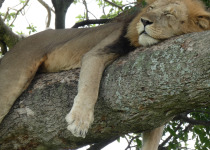 4-Day Uganda Gorillas, Wildlife and Birding Safari