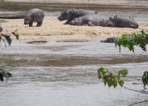 4-Day Uganda Gorillas, Wildlife and Birding Safari