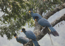 4-Day Uganda Gorillas, Wildlife and Birding Safari