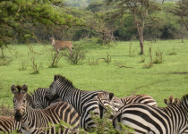 10-Day Uganda and Rwanda Wildlife, Culture and Birding Tour