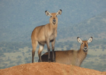 10-Day Uganda and Rwanda Wildlife, Culture and Birding Tour