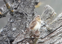 Northern Burgos Birding Tour - 5 Days