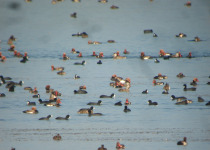 Birds and Gastronomy in Northern Burgos - 3 Days