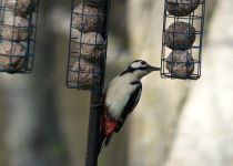 Short Northern Burgos Birding Stay - 2 Days