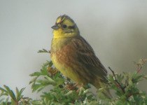 Short Northern Burgos Birding Stay - 2 Days
