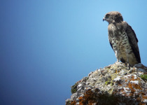 Short Northern Burgos Birding Stay - 2 Days