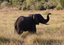1-Day Maputo National Park Birding and Wildlife Safari with Simba Munyambo